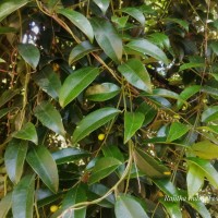 Hypserpa nitida Miers ex Benth.